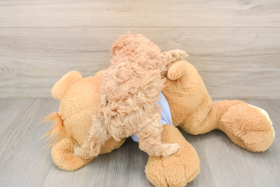 Maltipoo Puppy for Adoption
