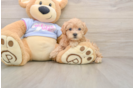 Happy Maltipoo Baby