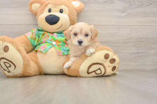 FRANCINE, a Maltipoo littermate