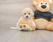 8 week old Maltipoo Puppy For Sale - Pilesgrove Pups