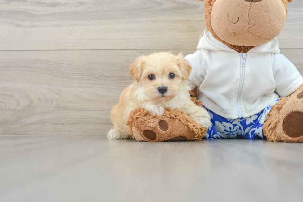 Smart Maltipoo Poodle Mix Pup