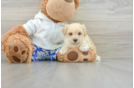 Best Maltipoo Baby