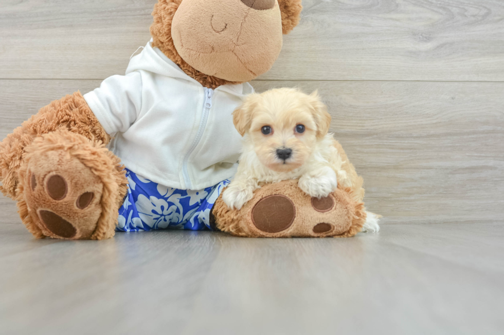 Best Maltipoo Baby