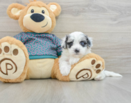 8 week old Maltipoo Puppy For Sale - Pilesgrove Pups