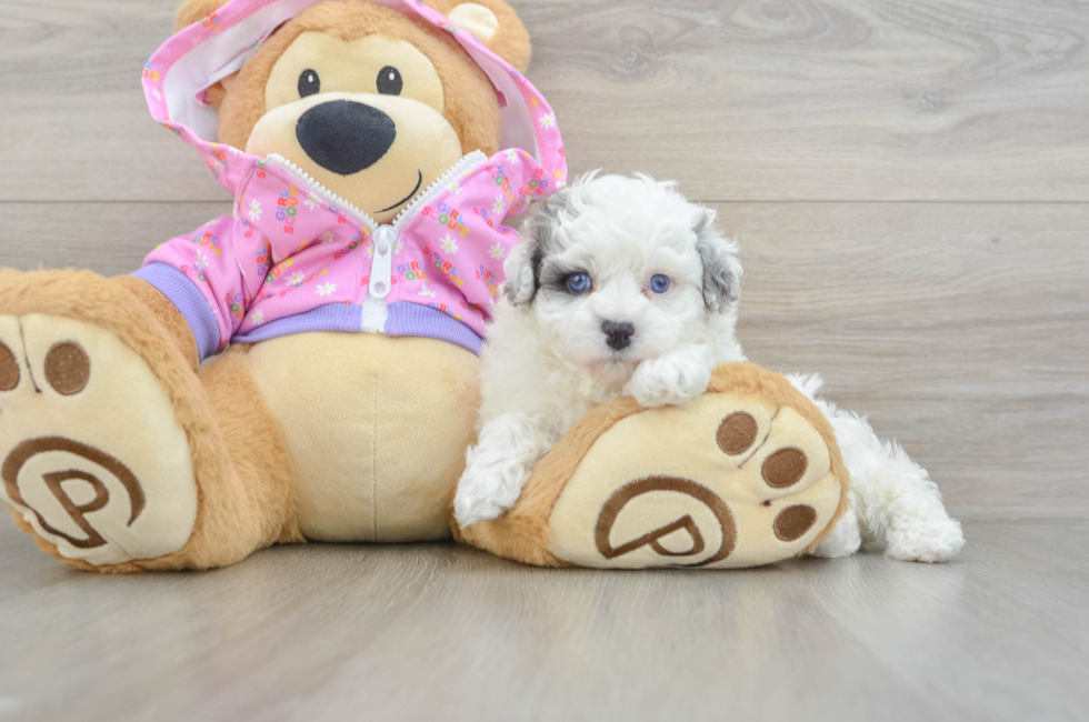6 week old Maltipoo Puppy For Sale - Pilesgrove Pups