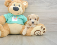 8 week old Maltipoo Puppy For Sale - Pilesgrove Pups