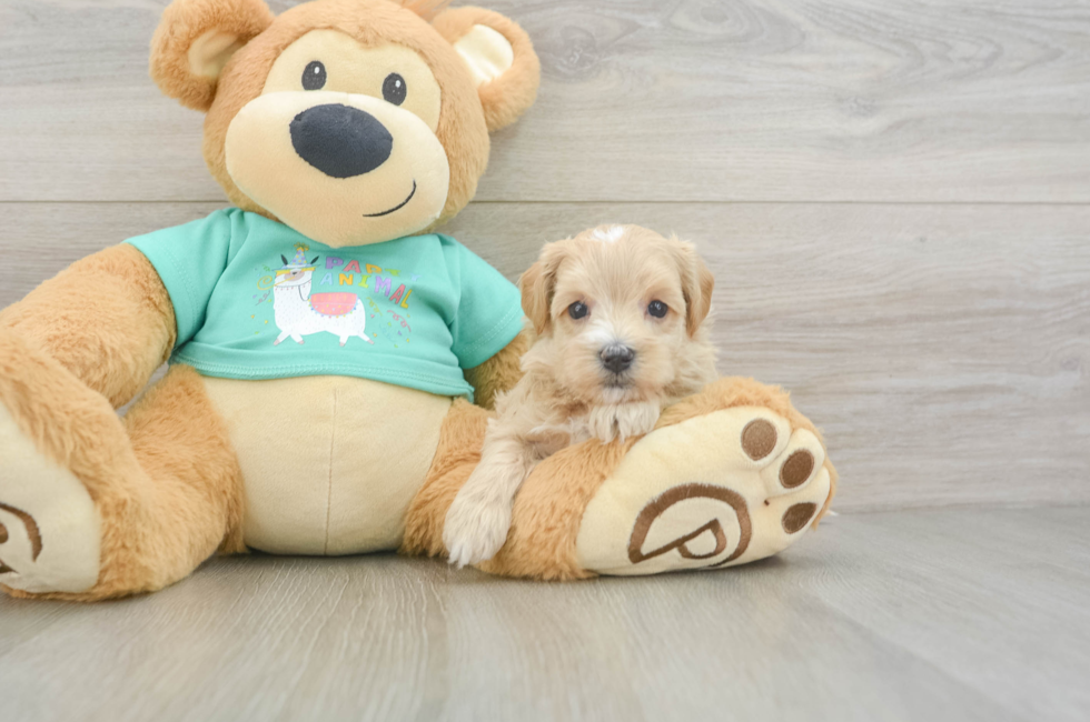 6 week old Maltipoo Puppy For Sale - Pilesgrove Pups