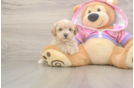 Sweet Maltipoo Baby