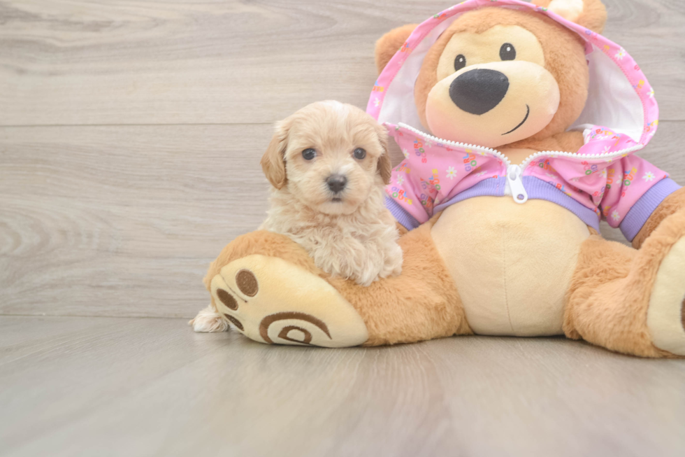 Sweet Maltipoo Baby