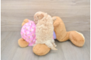 Petite Maltipoo Poodle Mix Pup