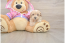 Maltipoo Pup Being Cute
