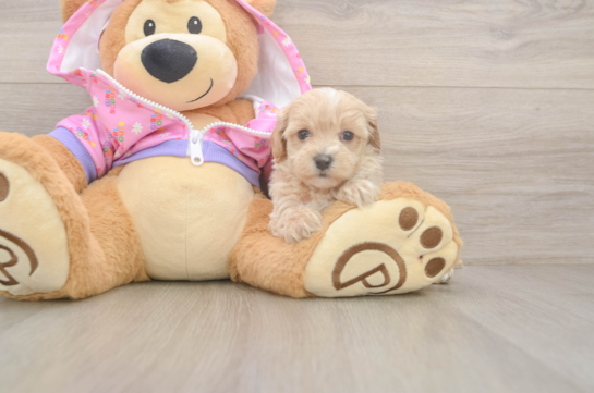 Maltipoo Pup Being Cute