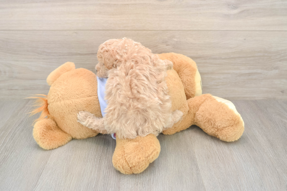 Adorable Multipoo Poodle Mix Puppy