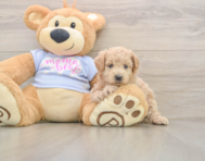 7 week old Maltipoo Puppy For Sale - Pilesgrove Pups