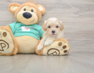 8 week old Maltipoo Puppy For Sale - Pilesgrove Pups