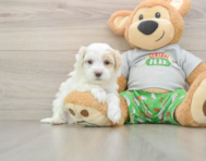 7 week old Maltipoo Puppy For Sale - Pilesgrove Pups
