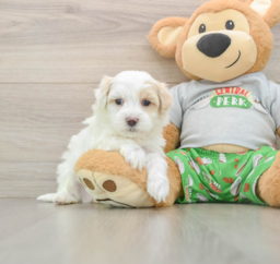 8 week old Maltipoo Puppy For Sale - Pilesgrove Pups