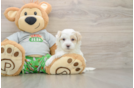 Funny Maltipoo Poodle Mix Pup