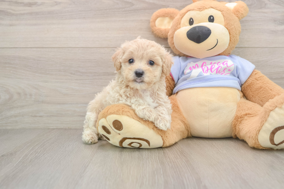 Sweet Maltipoo Baby