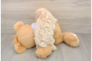 Energetic Maltidoodle Poodle Mix Puppy