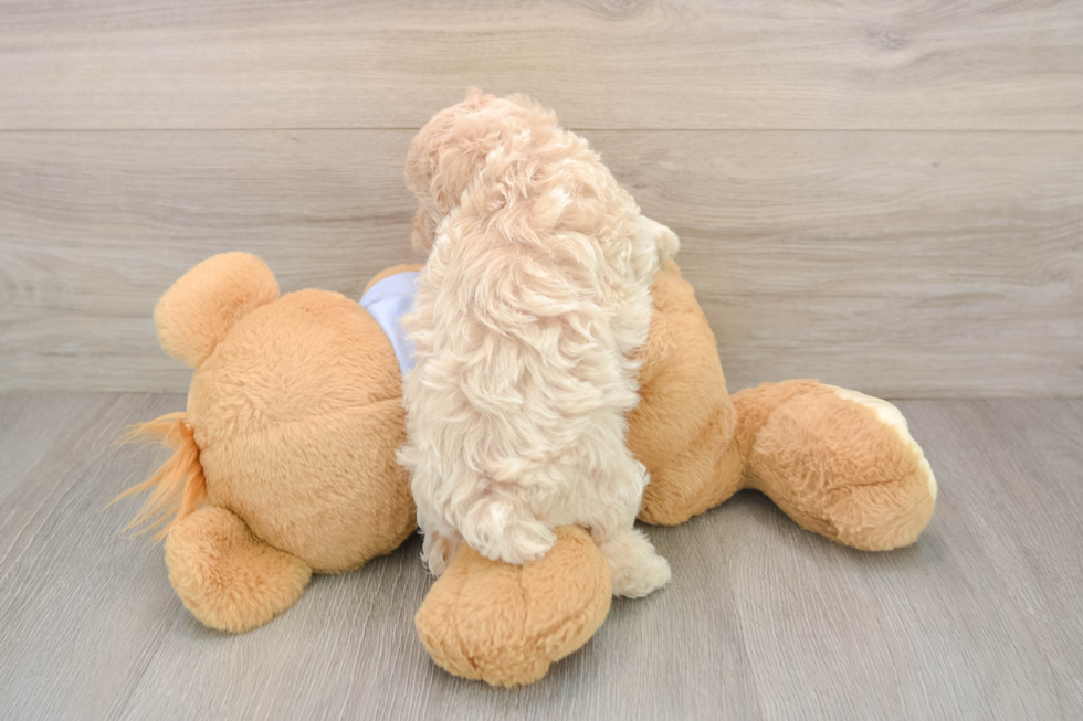 Energetic Maltidoodle Poodle Mix Puppy
