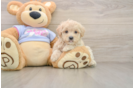 Playful Maltese Poodle Poodle Mix Puppy