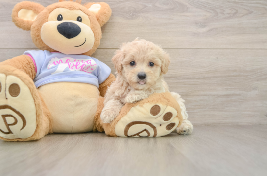 Playful Maltese Poodle Poodle Mix Puppy