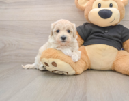 8 week old Maltipoo Puppy For Sale - Pilesgrove Pups