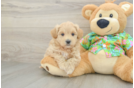 Best Maltipoo Baby