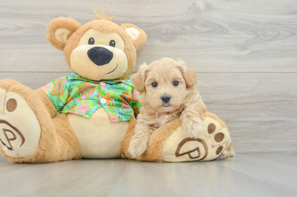 5 week old Maltipoo Puppy For Sale - Pilesgrove Pups