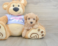 8 week old Maltipoo Puppy For Sale - Pilesgrove Pups