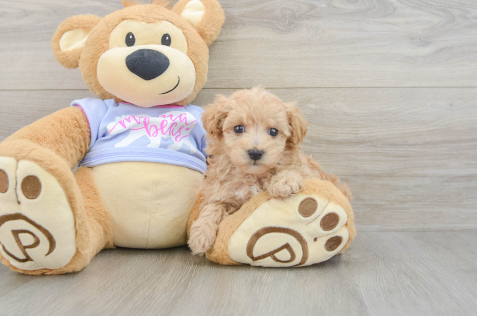 5 week old Maltipoo Puppy For Sale - Pilesgrove Pups