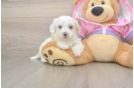 Best Maltipoo Baby