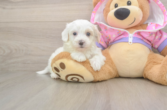 Best Maltipoo Baby