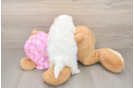 Maltipoo Pup Being Cute