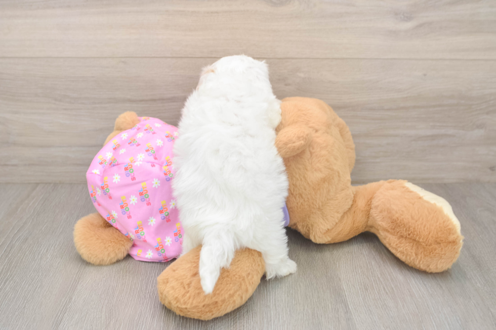 Maltipoo Pup Being Cute