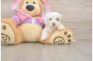 Small Maltipoo Baby