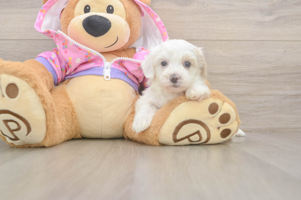 Small Maltipoo Baby