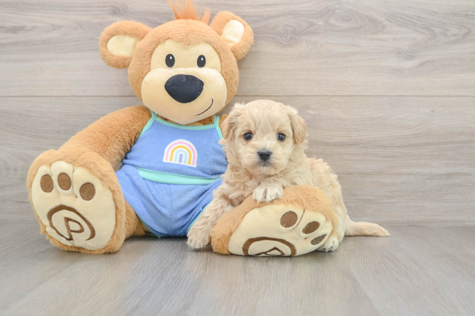 Maltipoo Puppy for Adoption