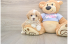 Adorable Maltidoodle Poodle Mix Puppy