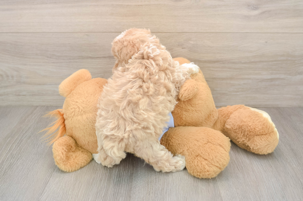 Maltipoo Pup Being Cute