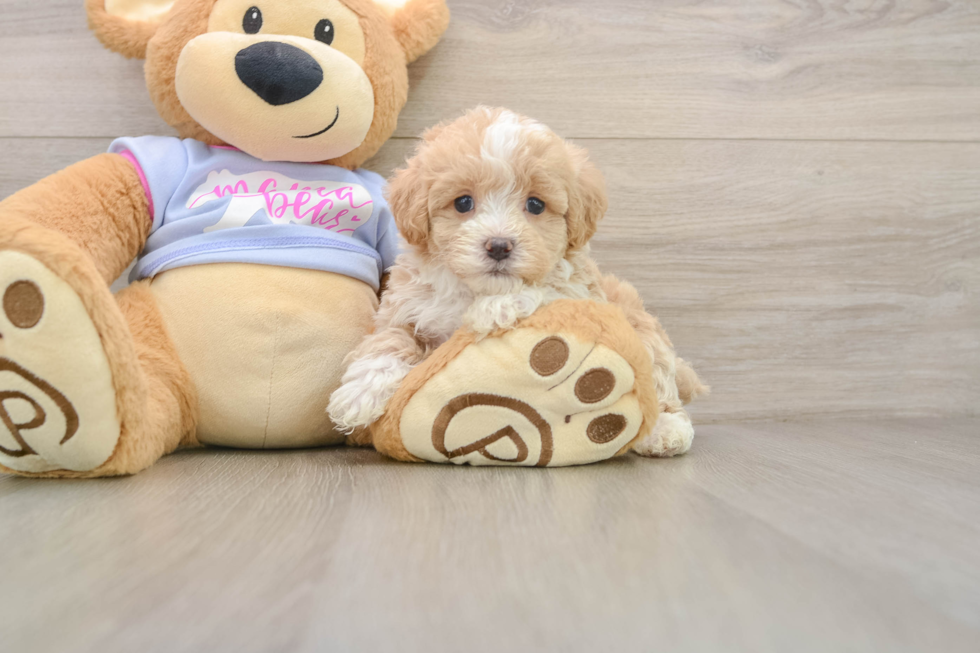 Maltipoo Pup Being Cute