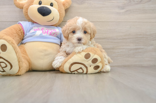 Maltipoo Pup Being Cute