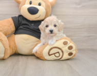 8 week old Maltipoo Puppy For Sale - Pilesgrove Pups