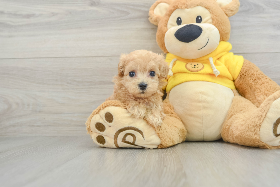 Maltipoo Pup Being Cute