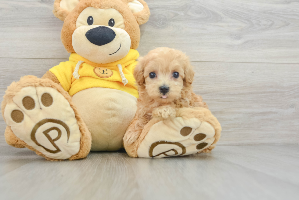 Happy Maltipoo Baby