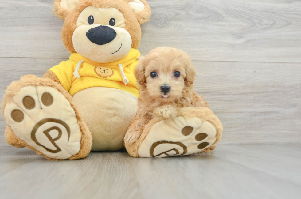 7 week old Maltipoo Puppy For Sale - Pilesgrove Pups