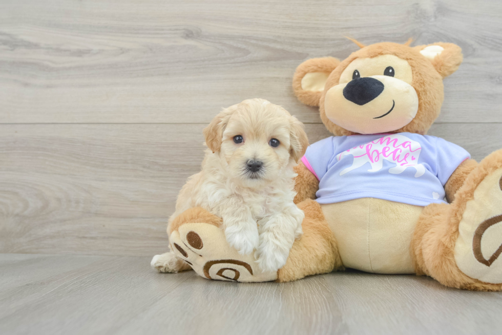 Friendly Maltipoo Baby