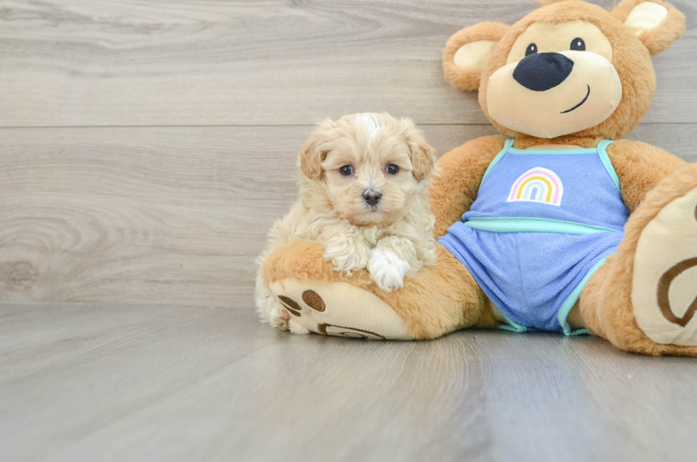 8 week old Maltipoo Puppy For Sale - Pilesgrove Pups