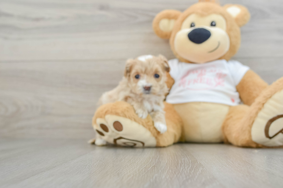 6 week old Maltipoo Puppy For Sale - Pilesgrove Pups